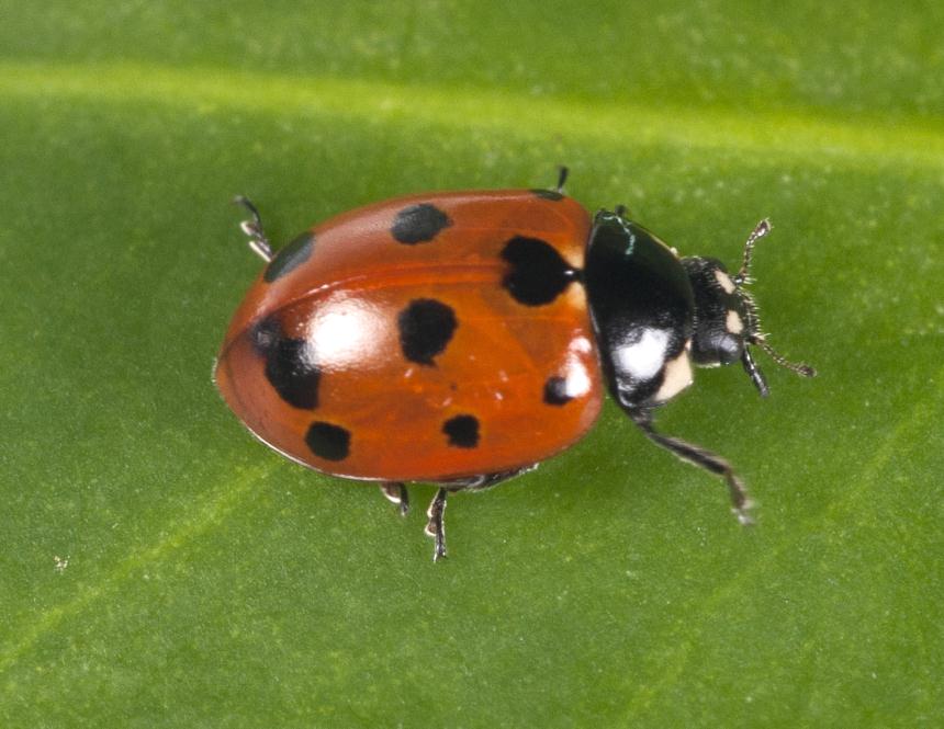 11-spot ladybird