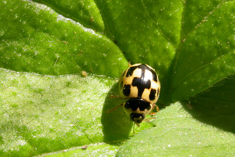 14-spot ladybird