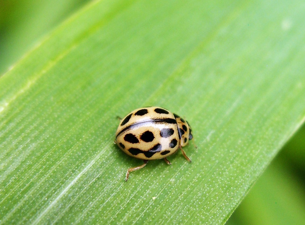 16-spot ladybird