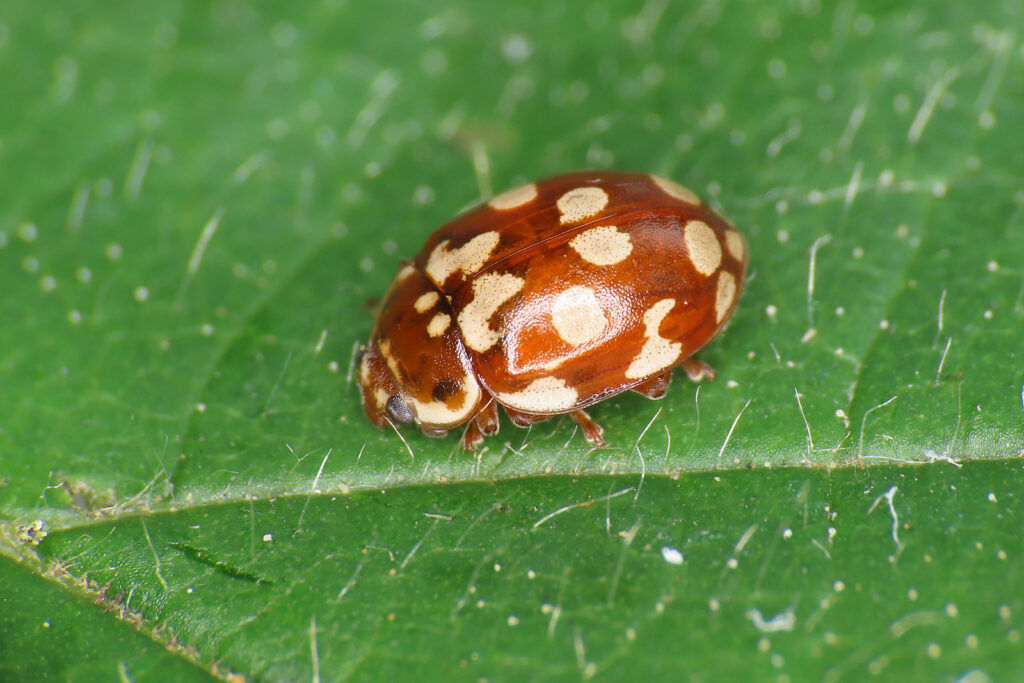 18-spot ladybird