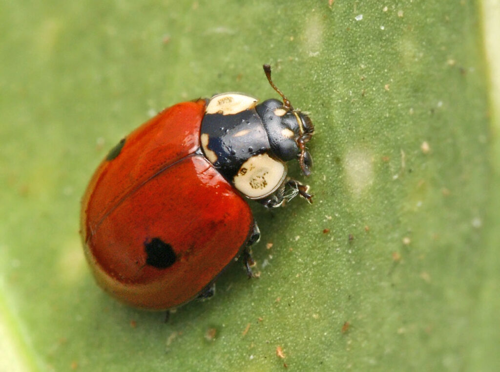 2-spot ladybird