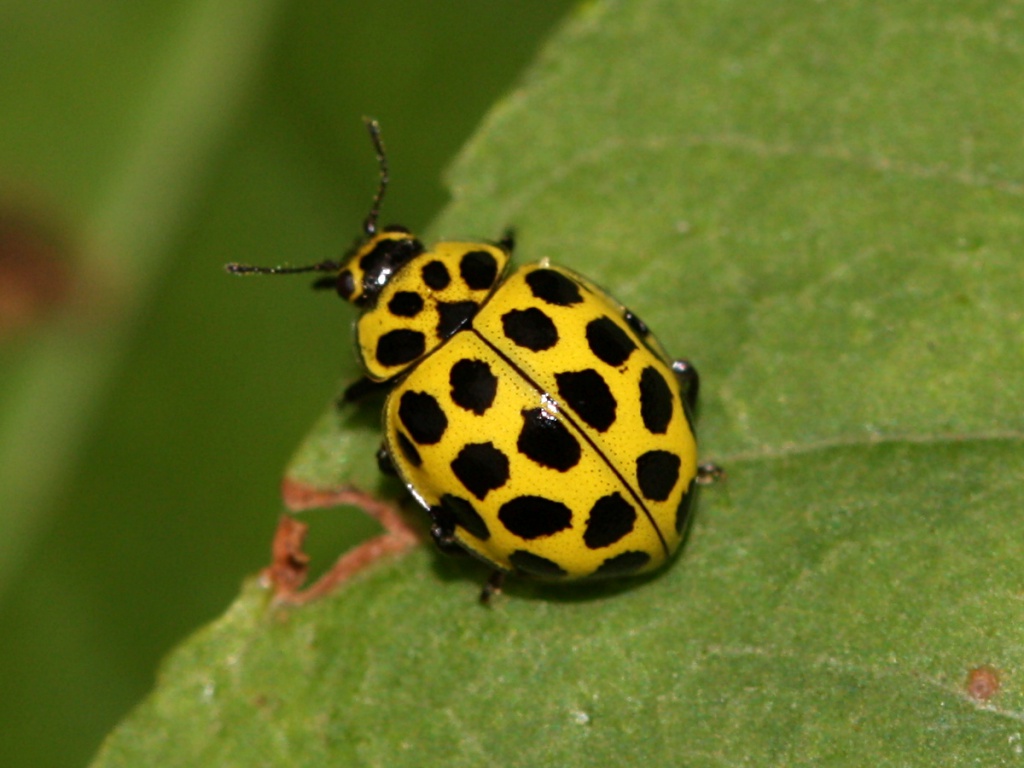 22-spot ladybird