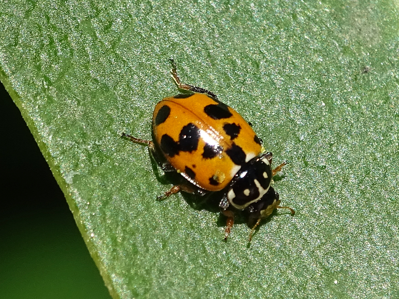 Adonis ladybird