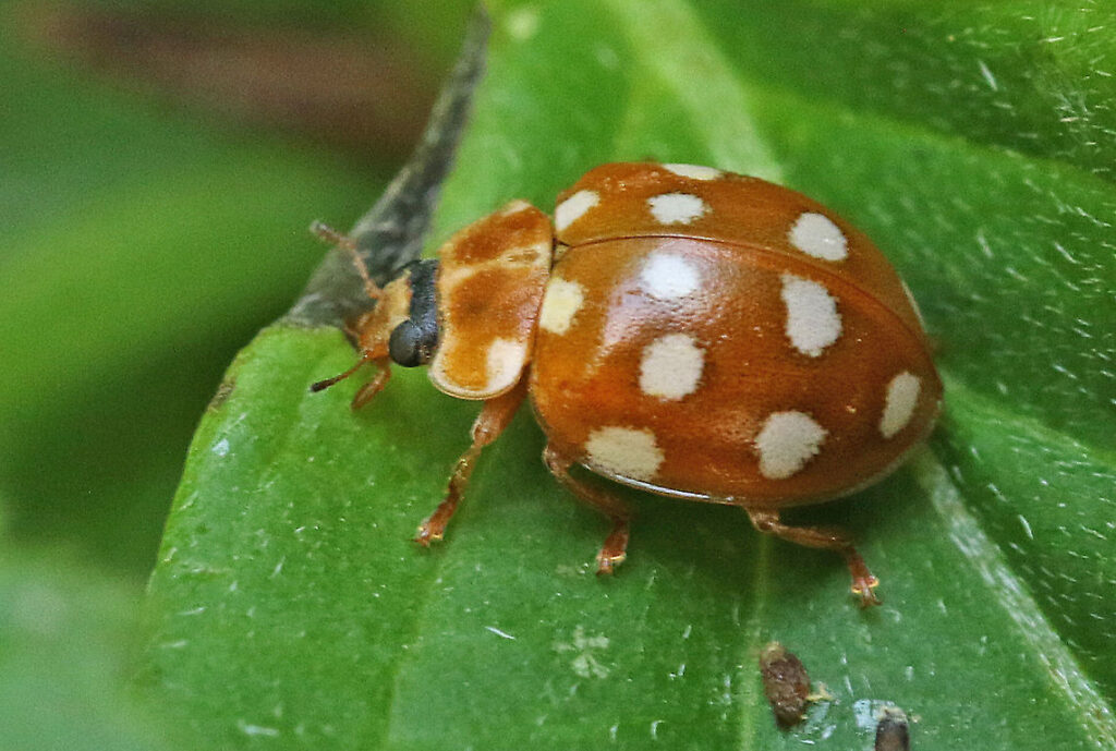 Cream-spot ladybird