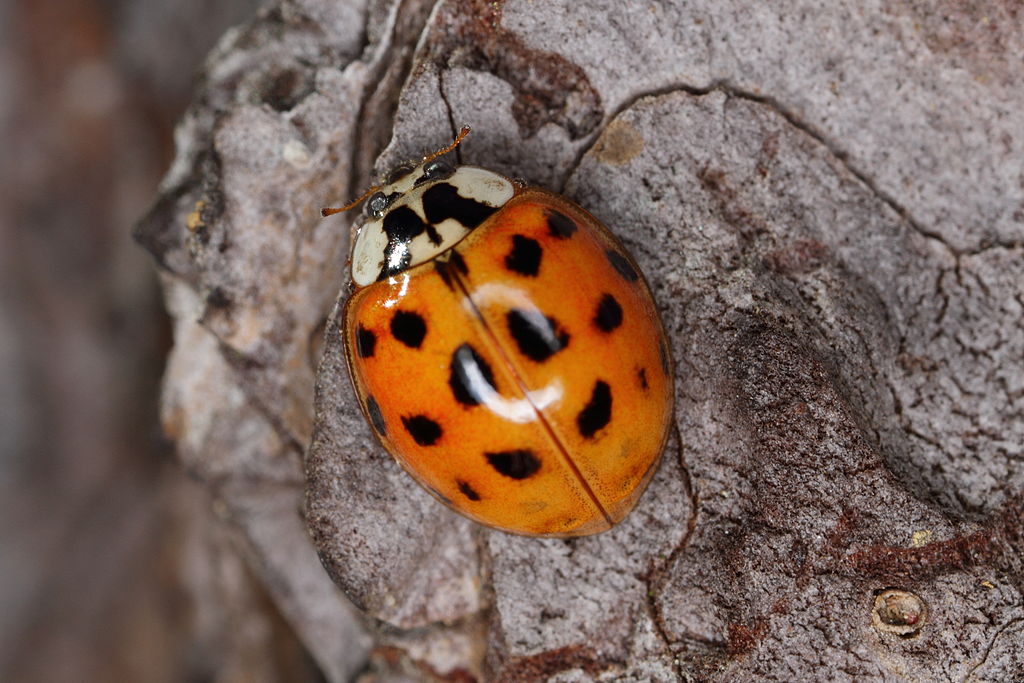 Harlequin ladybird