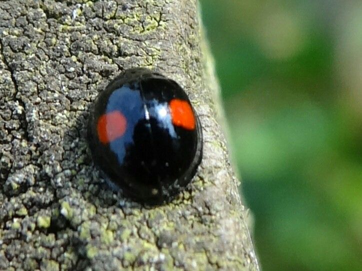 Kidney-spot ladybird