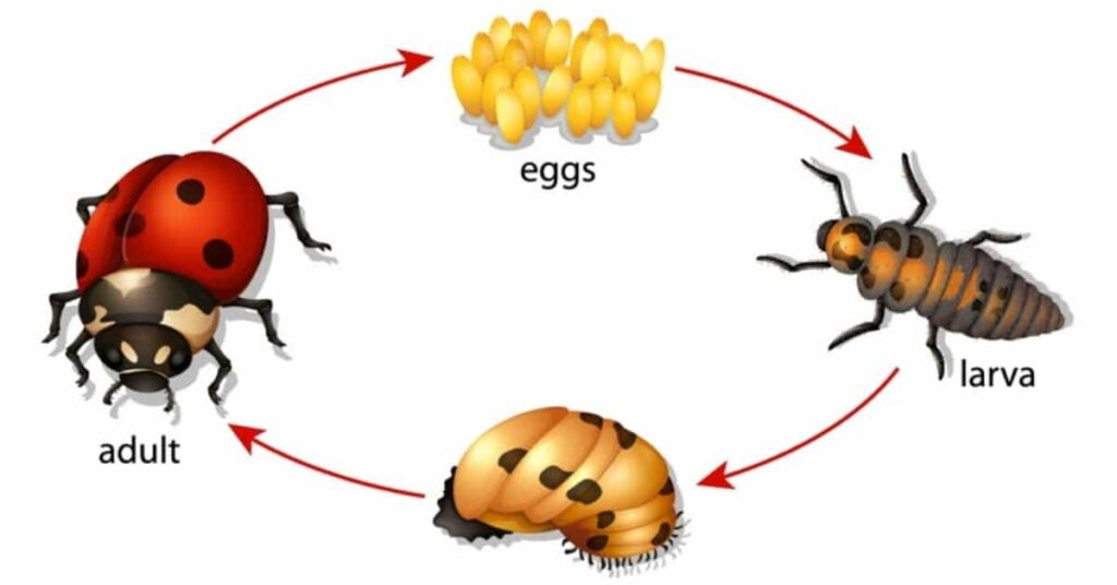 Ladybird life cycle