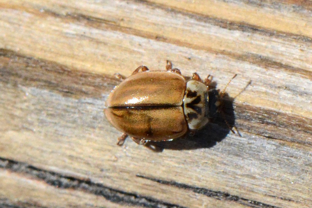 Larch ladybird