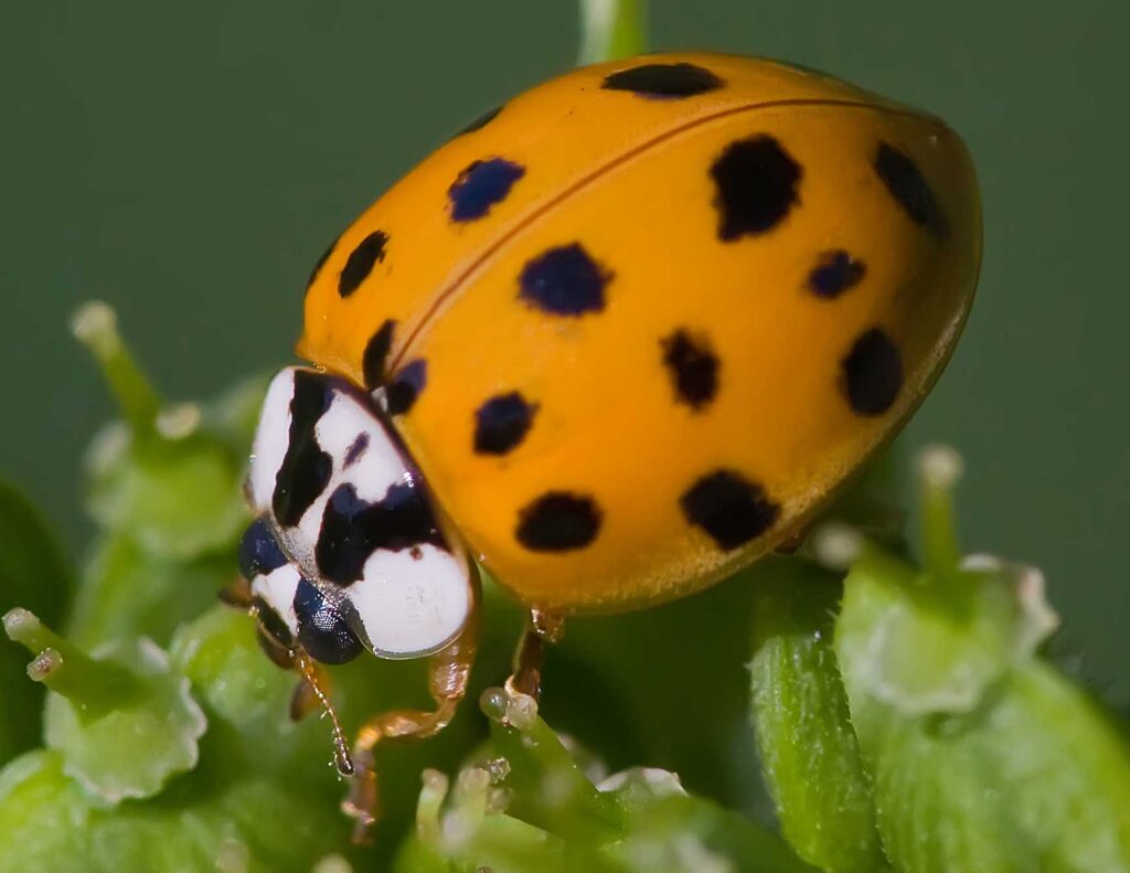 Orange ladybird