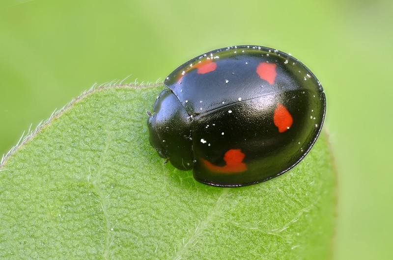 Pine ladybird