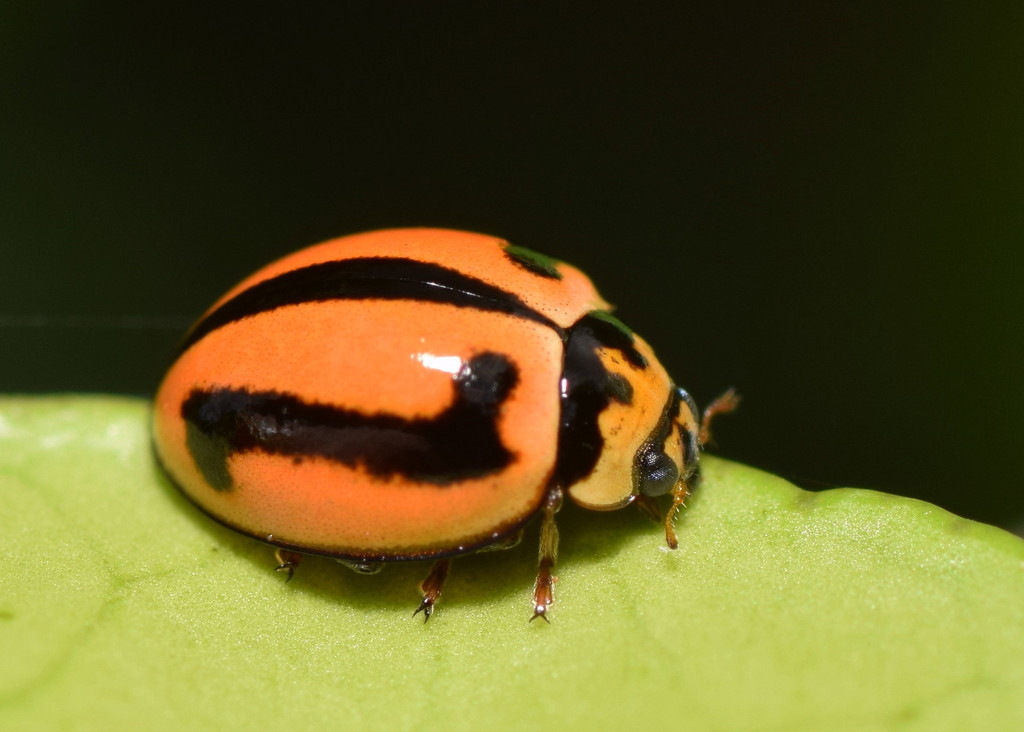 Striped ladybird