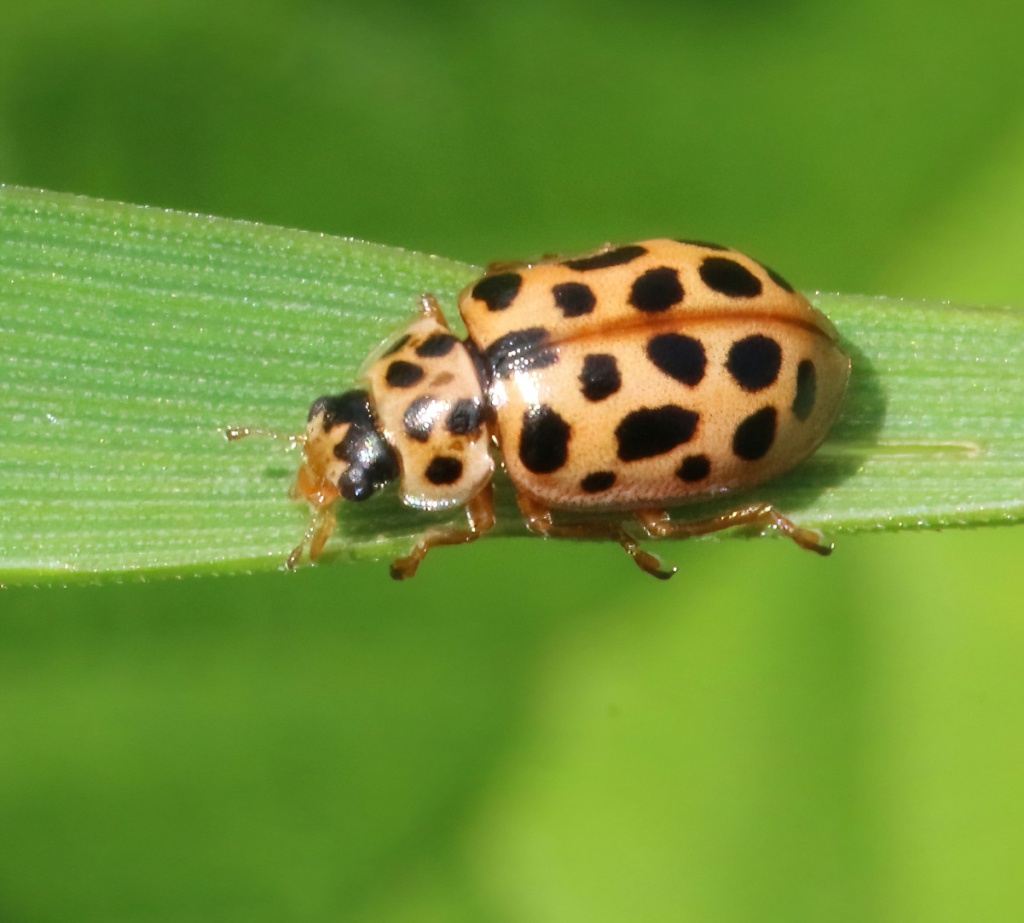 Water ladybird