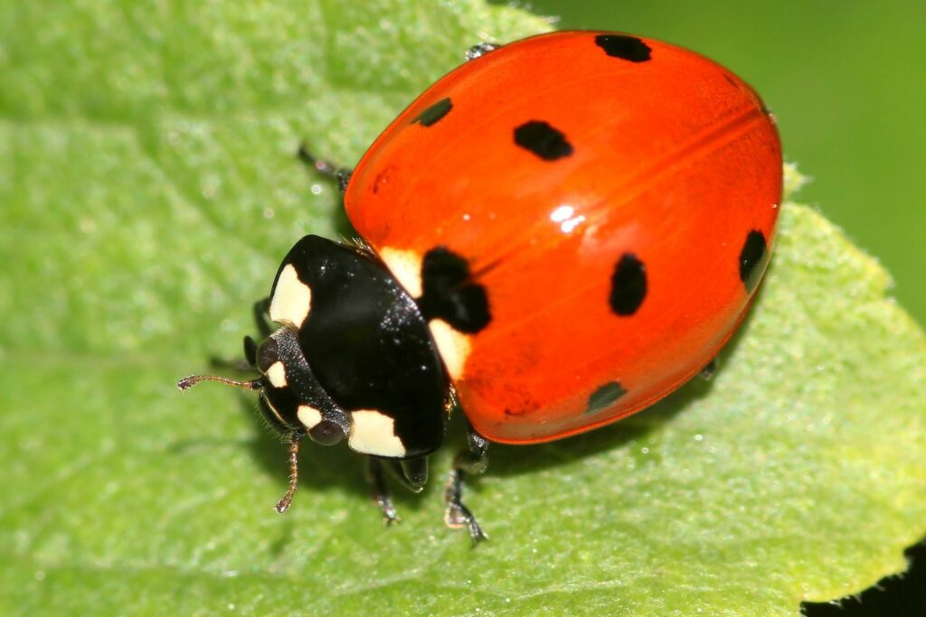 seven-spot-ladybird