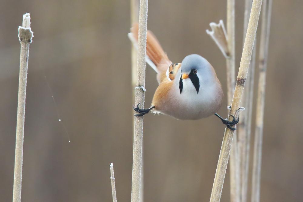 Bearded Tit Bird UK