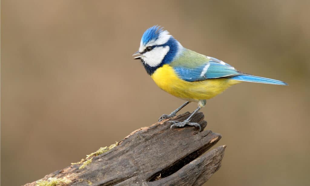 Tits Birds UK - Tits Birds Family Found in UK