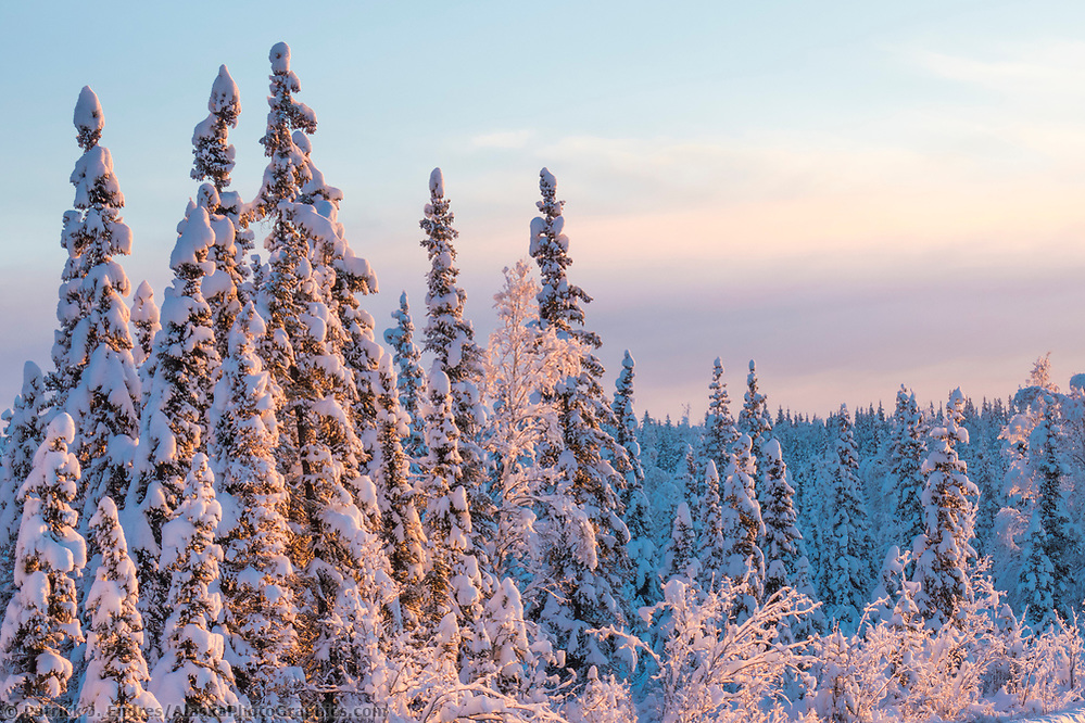 Boreal Forest in the UK