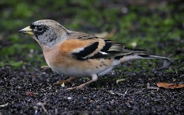 British Finches Brambling