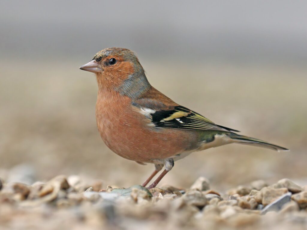 British Finches Chaffinch