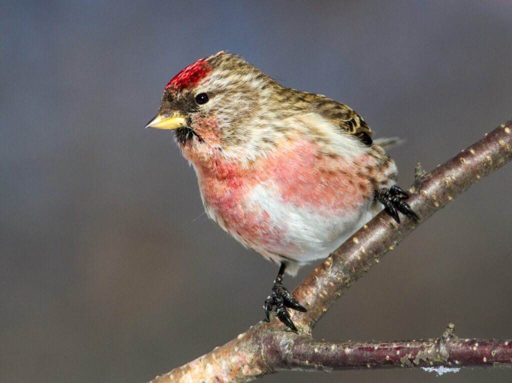 British Finches Common Redpoll