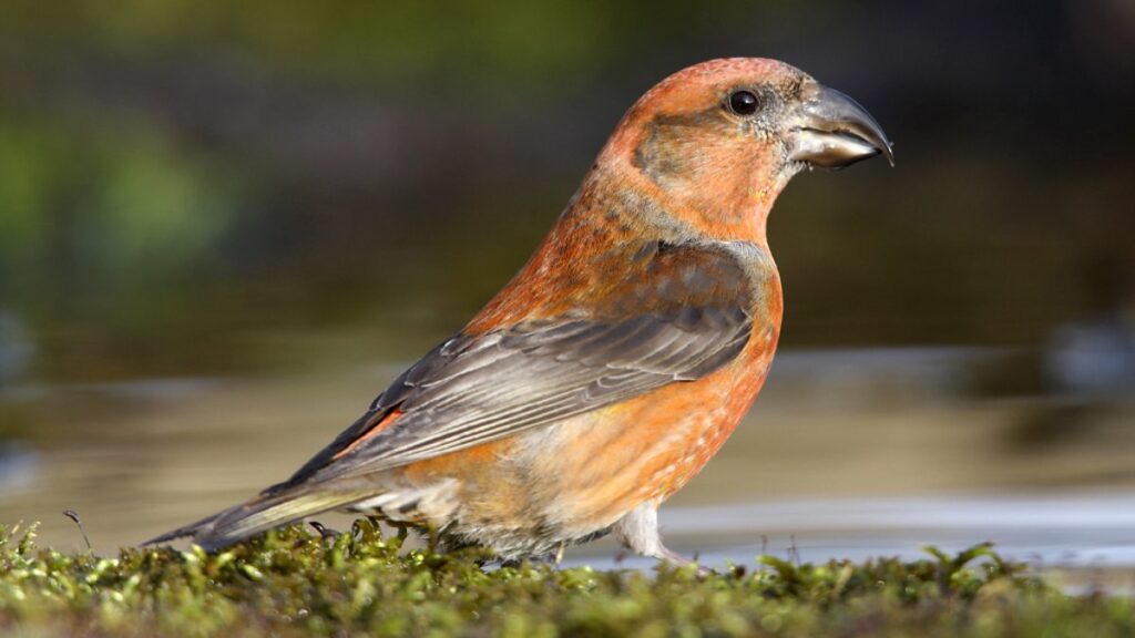 British Finches Crossbill