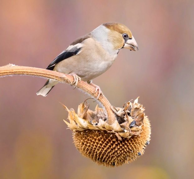 British Finches Hawfinch