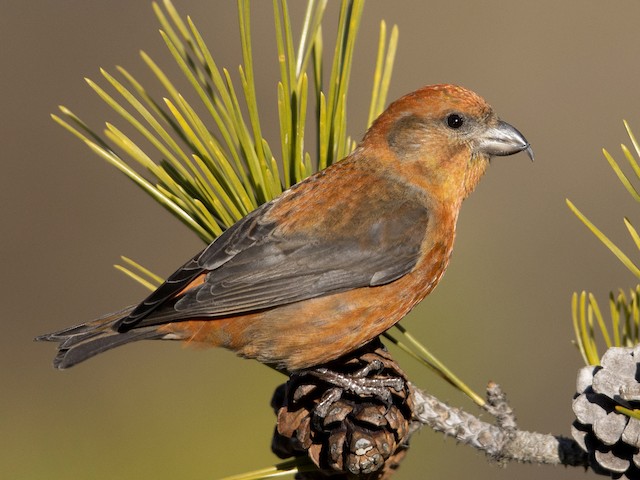 British Finches Scottish Crossbill