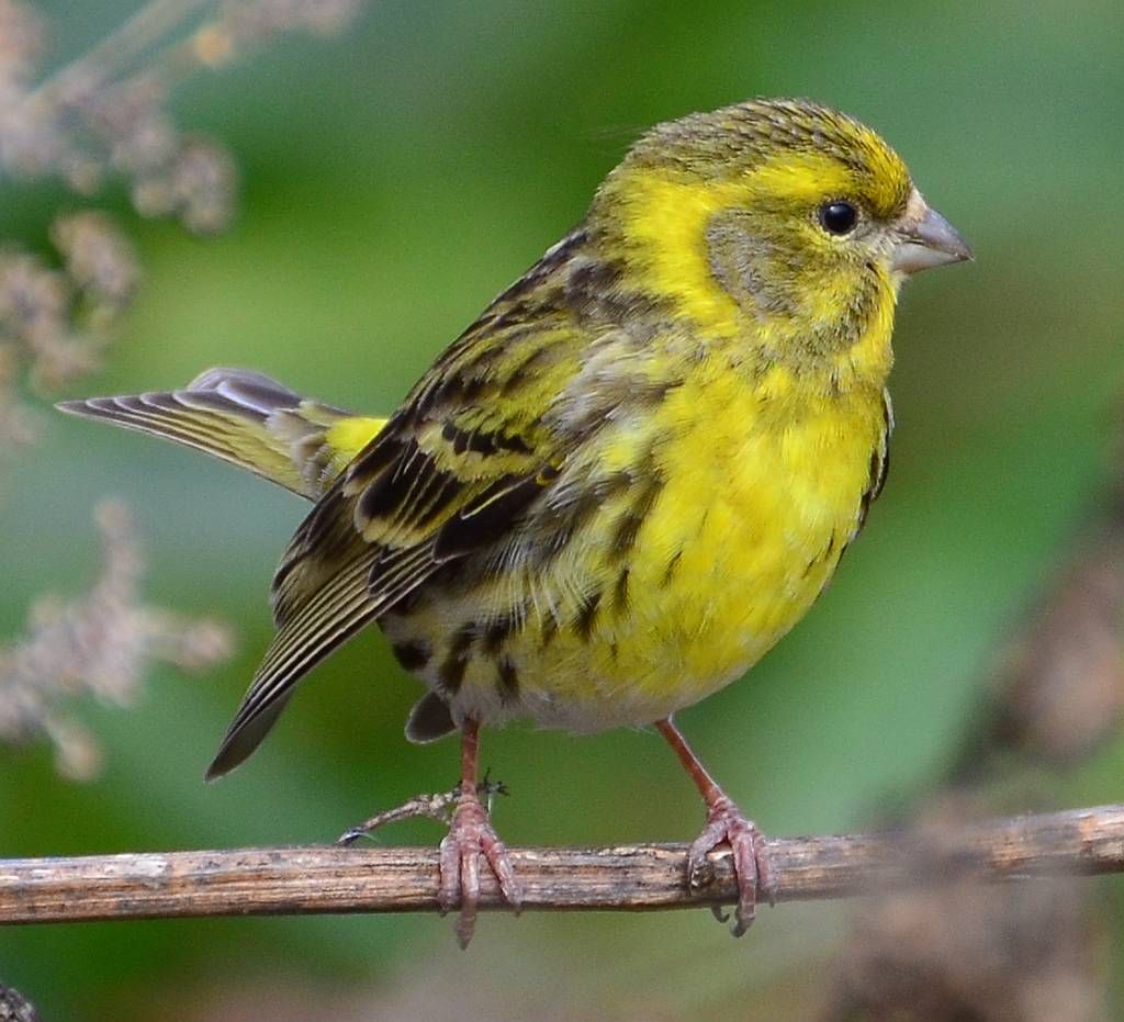 British Finches Serin