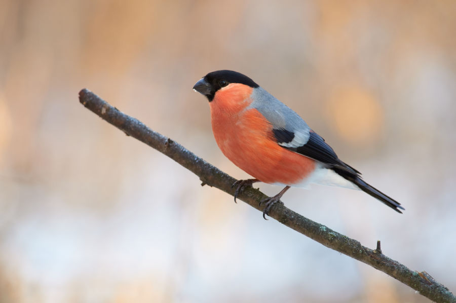 Bullfinch