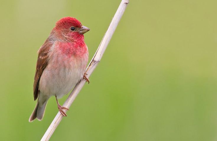 Common Rosefinch