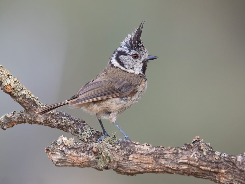 Crested Tit