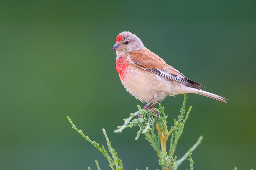 Finch Linnet