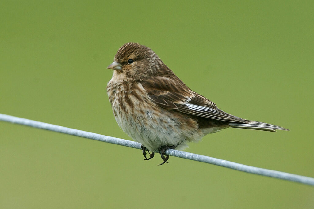 Finch Twite