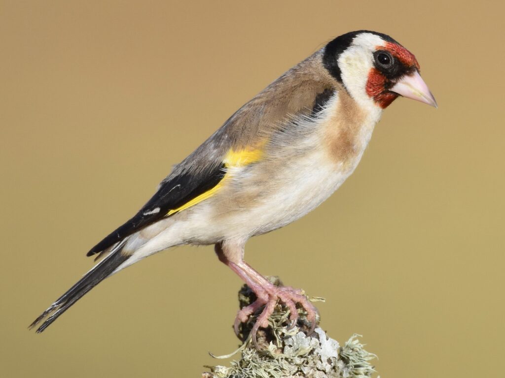 Finches Goldfinch