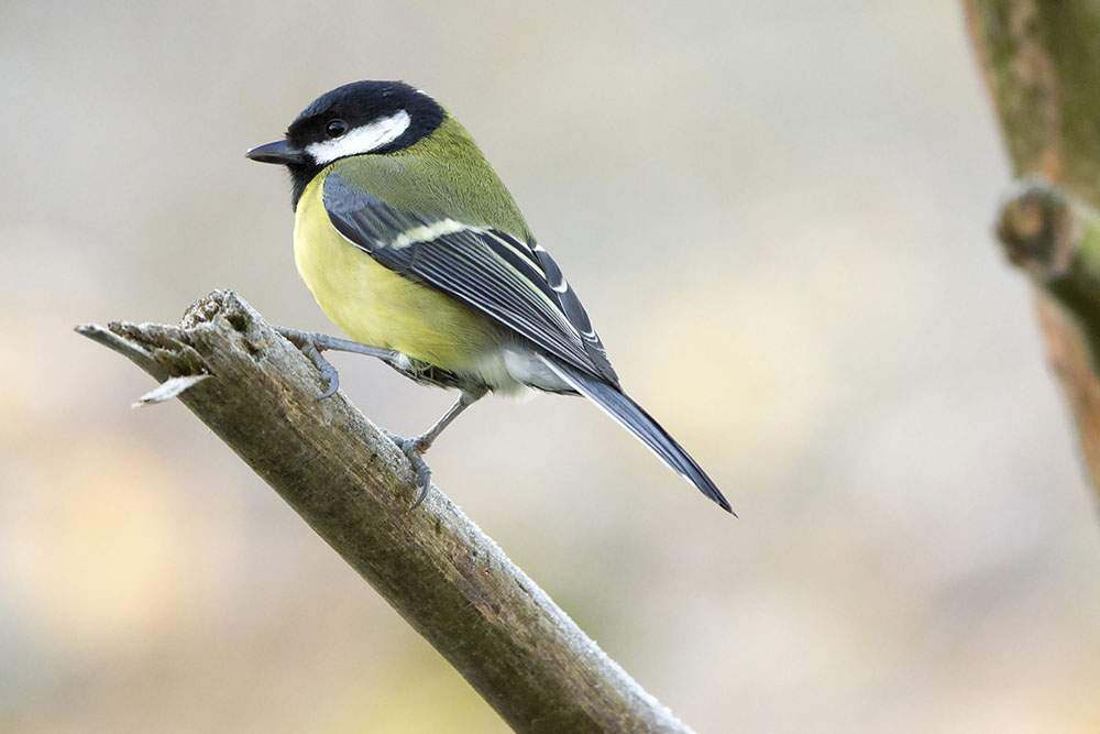 Great Tit