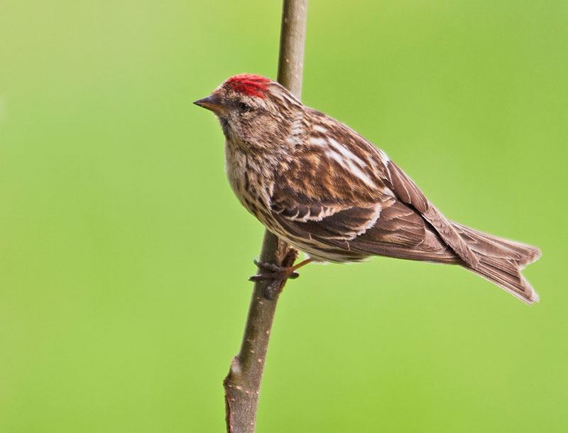 Lesser Redpoll