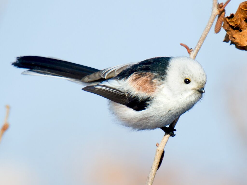 Long-Tailed Tit