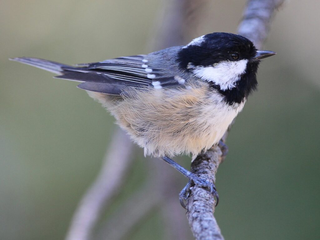 Tits Birds UK - Tits Birds Family Found in UK