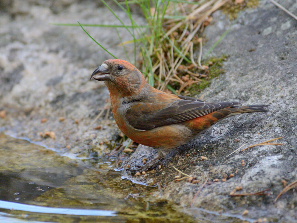 Parrot Crossbill