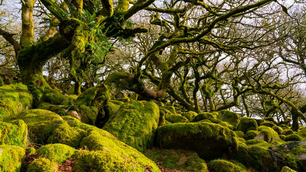 Temperate Forest in England