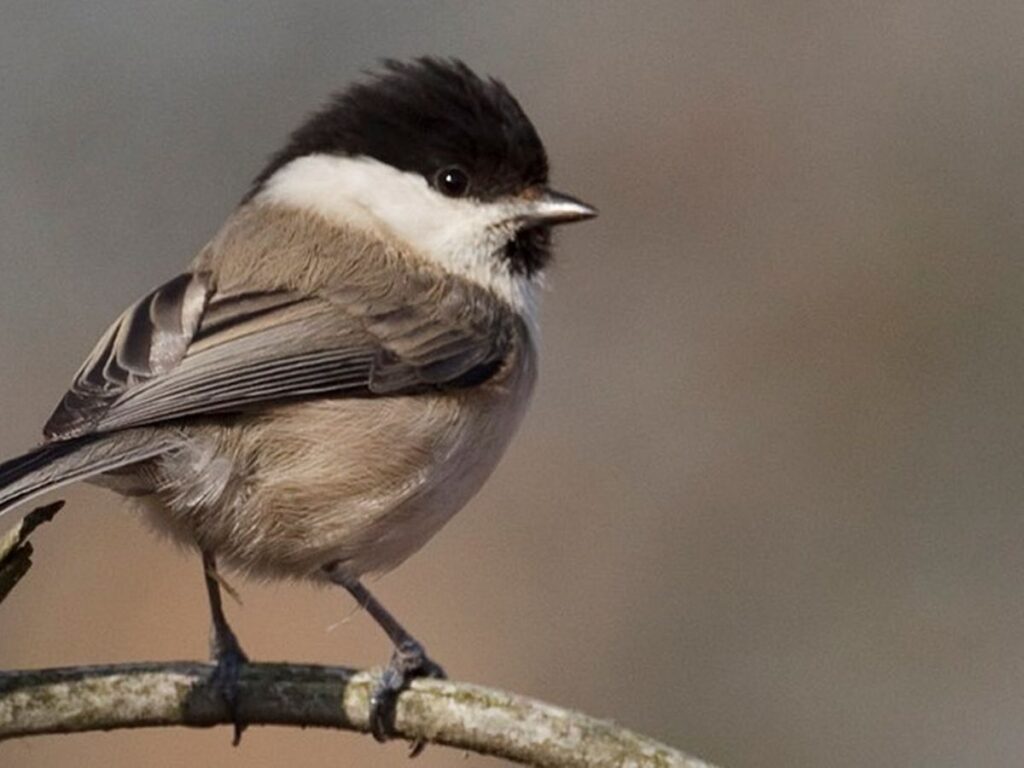 The Willow Tit