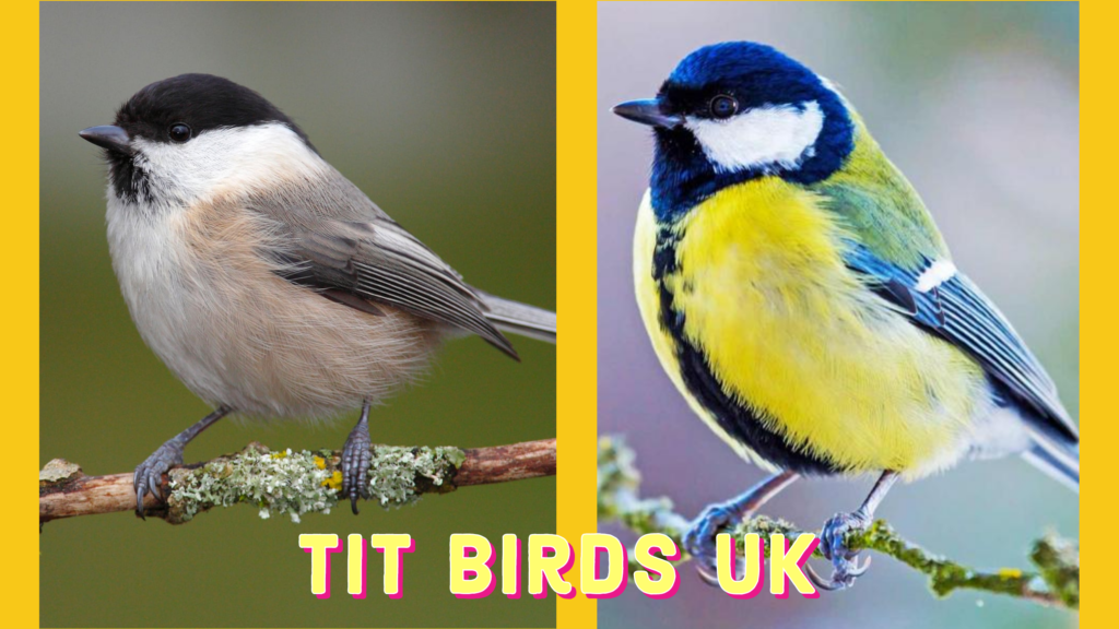 Tits Birds UK - Tits Birds Family Found in UK