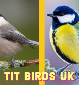 Tit Birds UK