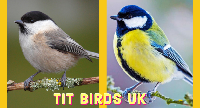 Tit Birds UK