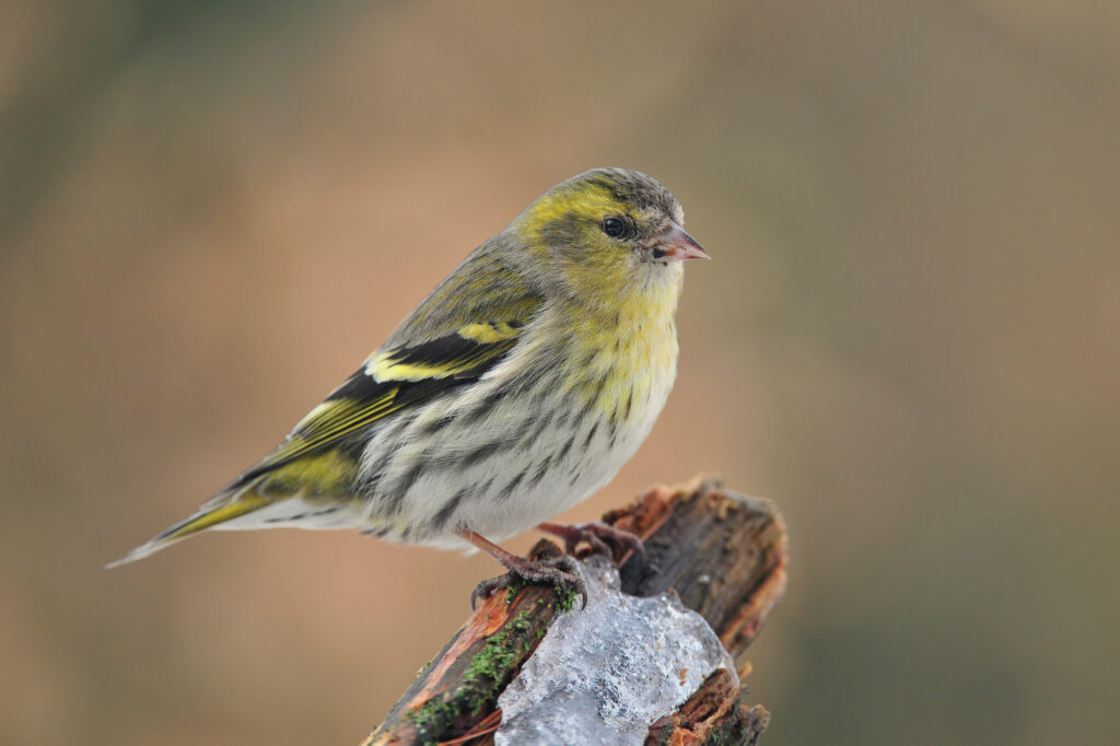 UK Finches Siskin