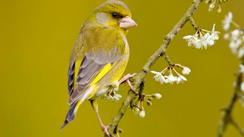 greenfinch