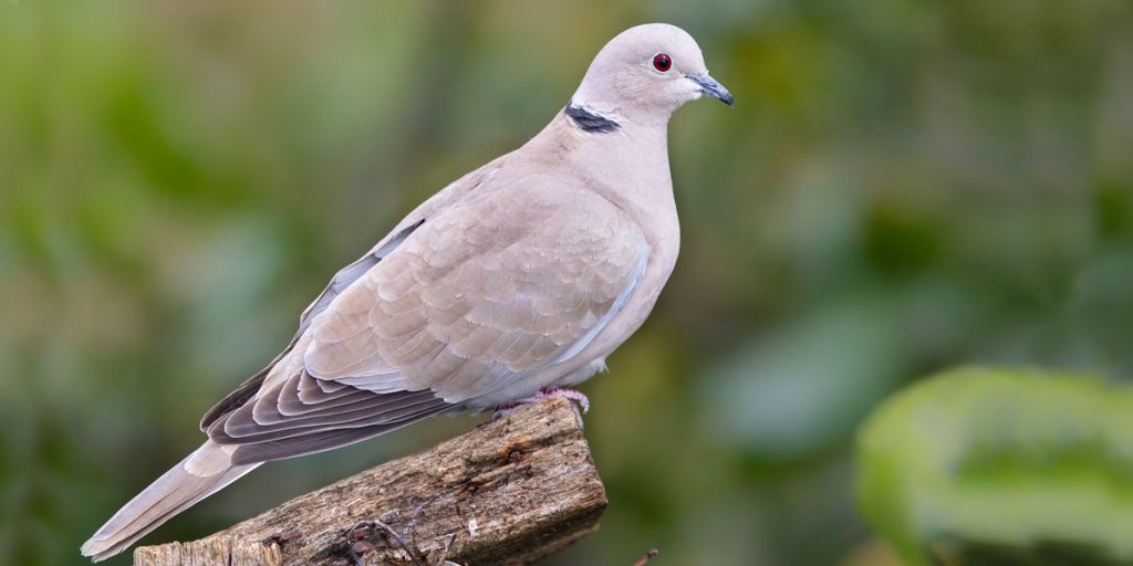 Collared dove