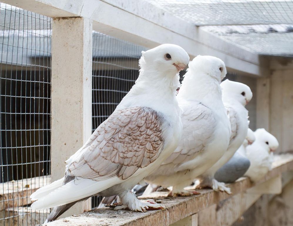 Fancy Pigeons UK