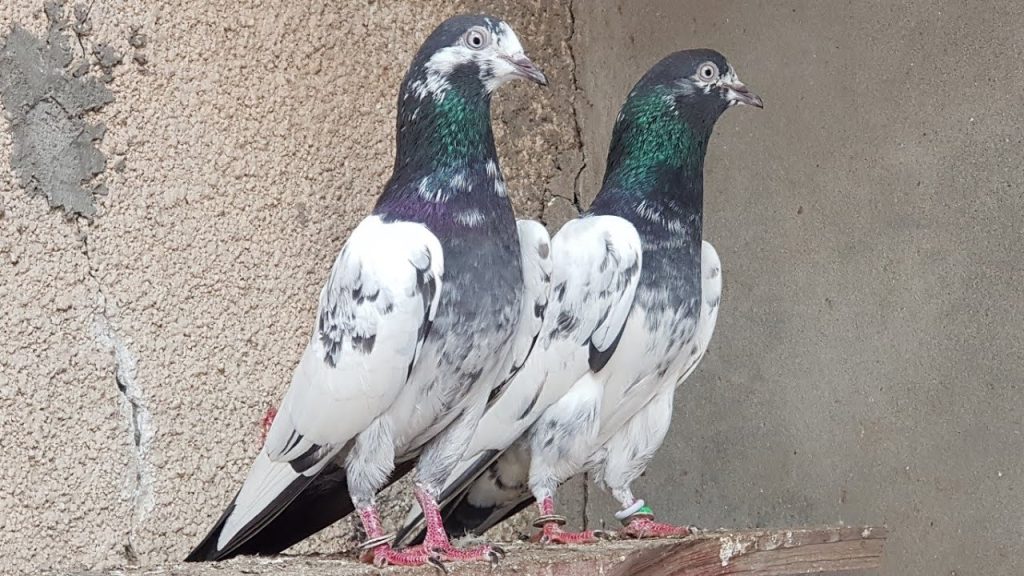 Pigeon types UK