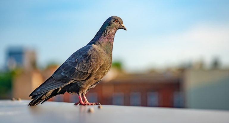 Pigeon types UK