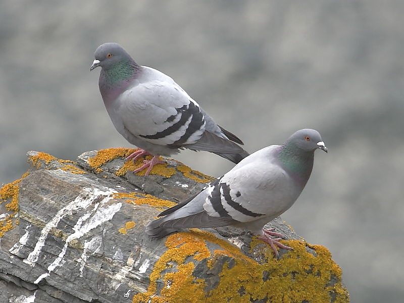 Rock dove